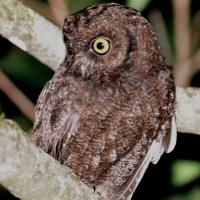 Anjouan Scops Owl