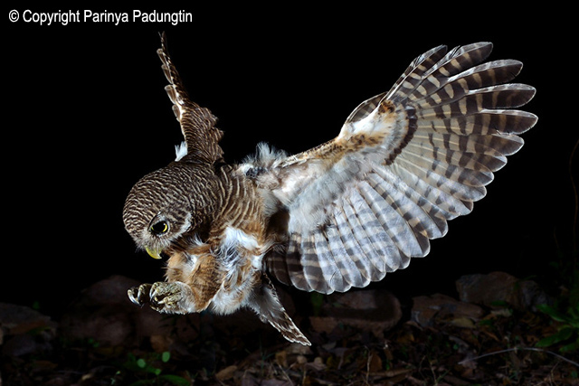 Asian Barred Owlet with wings spread and talons out in front by Parinya Padungtin