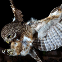 Asian Barred Owlet