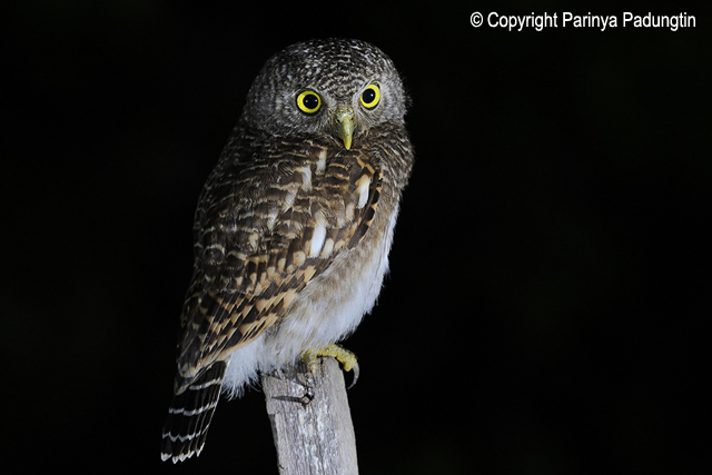 Asian Barred Owlet perched on a fence post at night by Parinya Padungtin