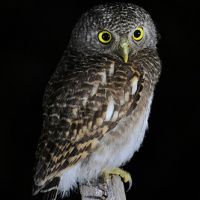 Asian Barred Owlet