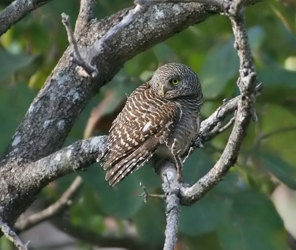 Side view of a Asian Barred Owlet looking back over its shoulder by Peter Ericsson