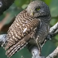 Asian Barred Owlet