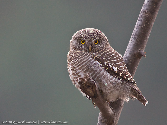 Side view of an Asian Barred Owlet looking at us from a broken branch by Rajneesh Suvarna