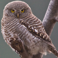 Asian Barred Owlet