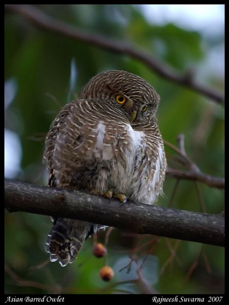 Asian Barred Owlet perched on a branch looking down by Rajneesh Suvarna