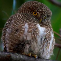 Asian Barred Owlet