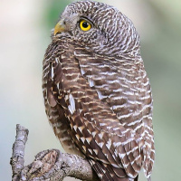 Asian Barred Owlet