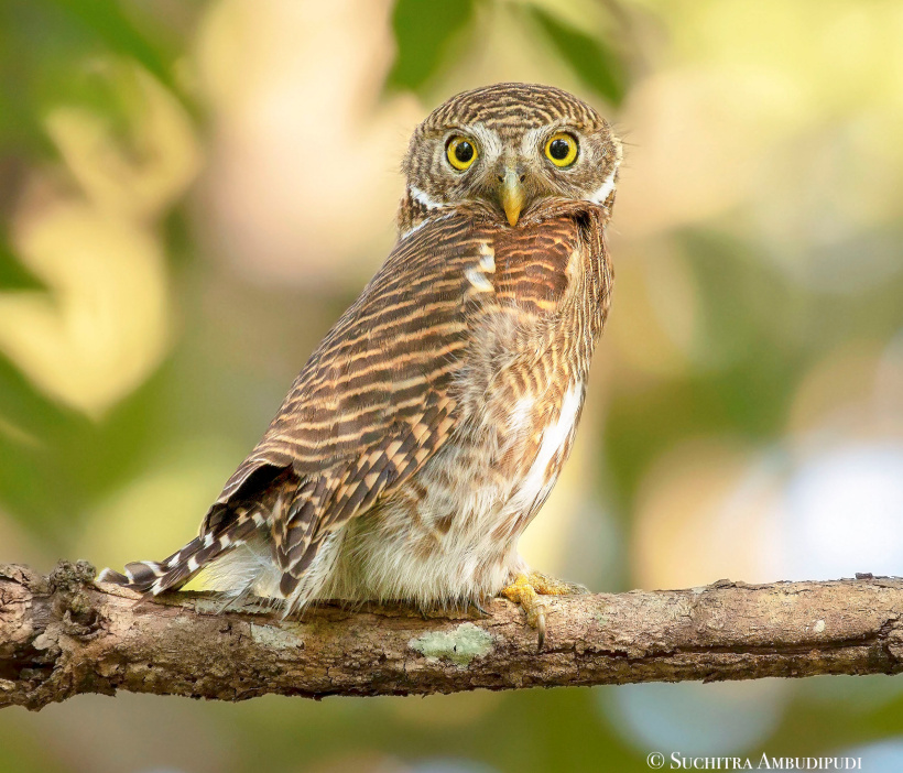Side view of an Asian Barred Owlet looking at us by Suchitra Ambudipudi