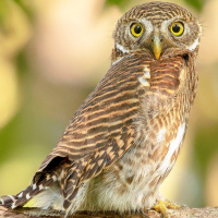 Asian Barred Owlet