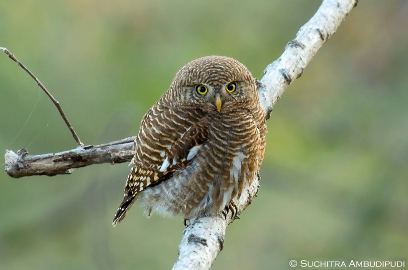 Asian Barred Owlet with ruffled feathers perched on a branch in the open by Suchitra Ambudipudi