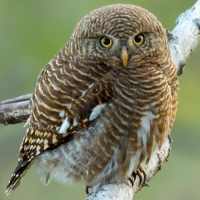 Asian Barred Owlet