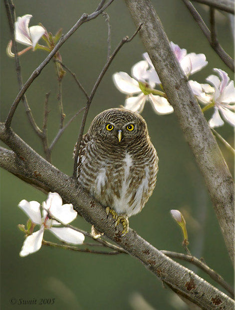 Asian Barred Owlet perched on a branch with flowers in the background by Sumit Sen