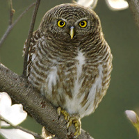 Asian Barred Owlet