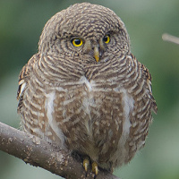 Asian Barred Owlet