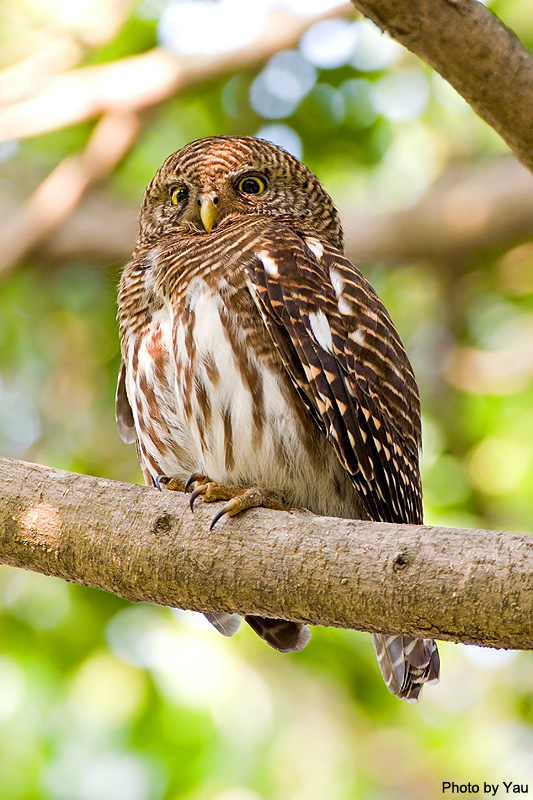 Close up of a Asian Barred Owlet perched on a branch by Yau