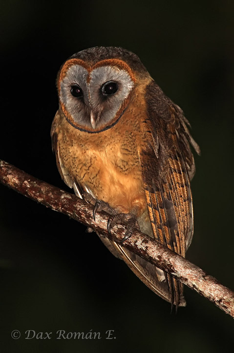 Ashy-faced Owl sitting hunched on a branch at night by Dax Román E