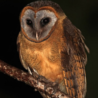 Ashy-faced Owl