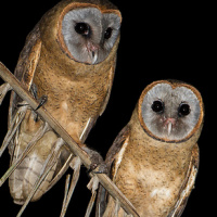 Ashy-faced Owl