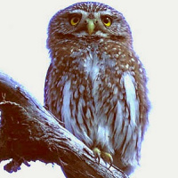 Austral Pygmy Owl