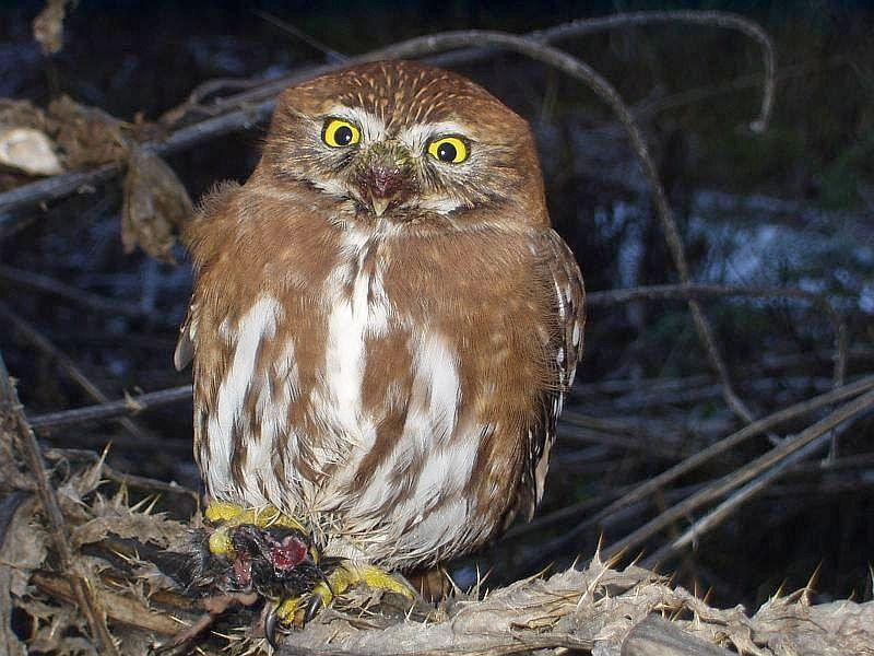 Austral Pygmy Owl with dismembered prey item by Javier Grosfeld