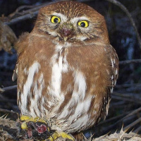 Austral Pygmy Owl