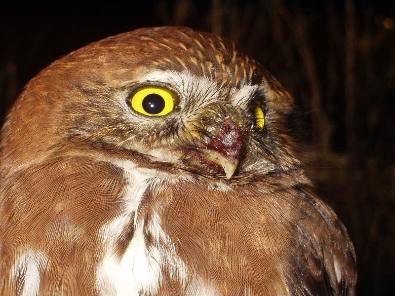 Face of an Austral Pygmy Owl with blood on its beak by Javier Grosfeld