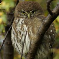 Austral Pygmy Owl