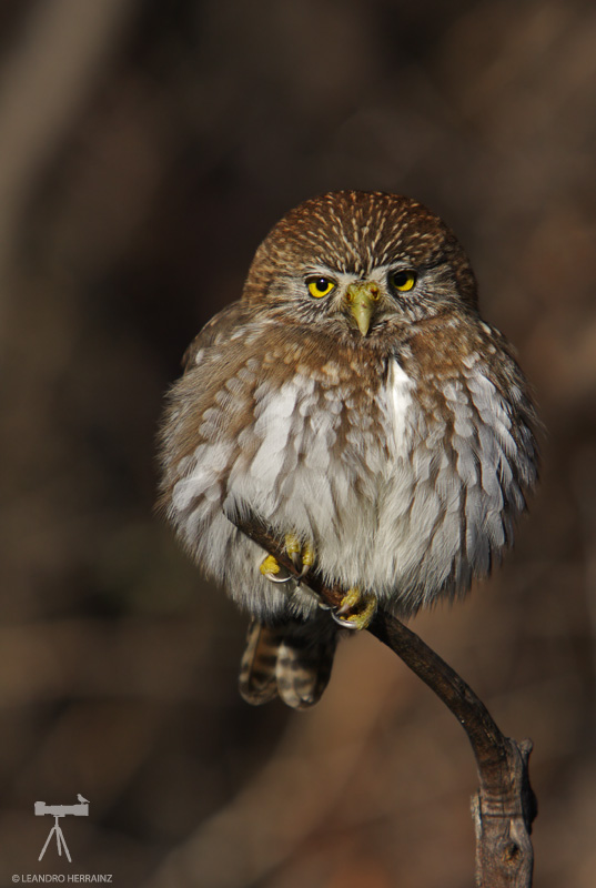 Round-looking Austral Pygmy Owl perched on a twig by Leandro Herrainz