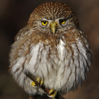 Austral Pygmy Owl