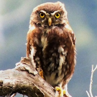 Austral Pygmy Owl