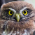 Austral Pygmy Owl