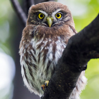 Austral Pygmy Owl