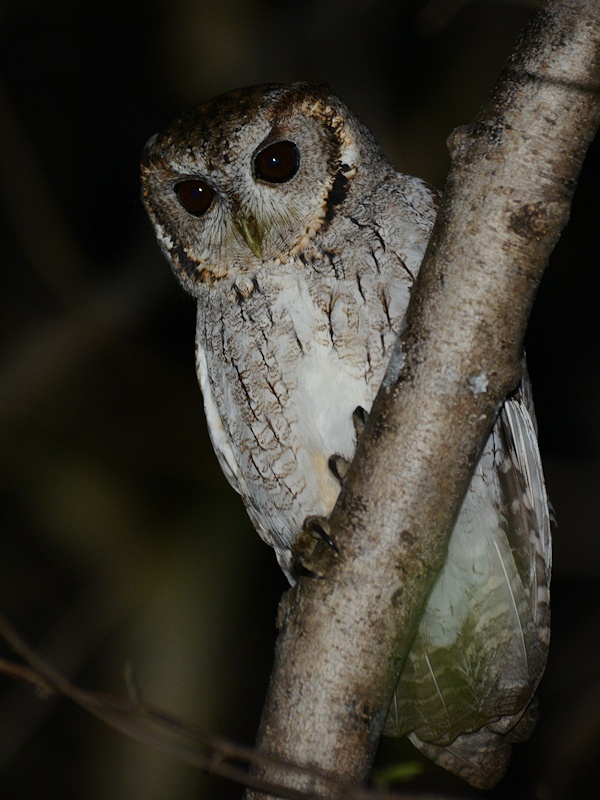 Balsas Screech Owl looks down from a near-vertical branch by Alan Van Norman