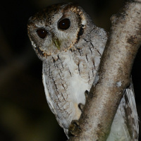 Balsas Screech Owl