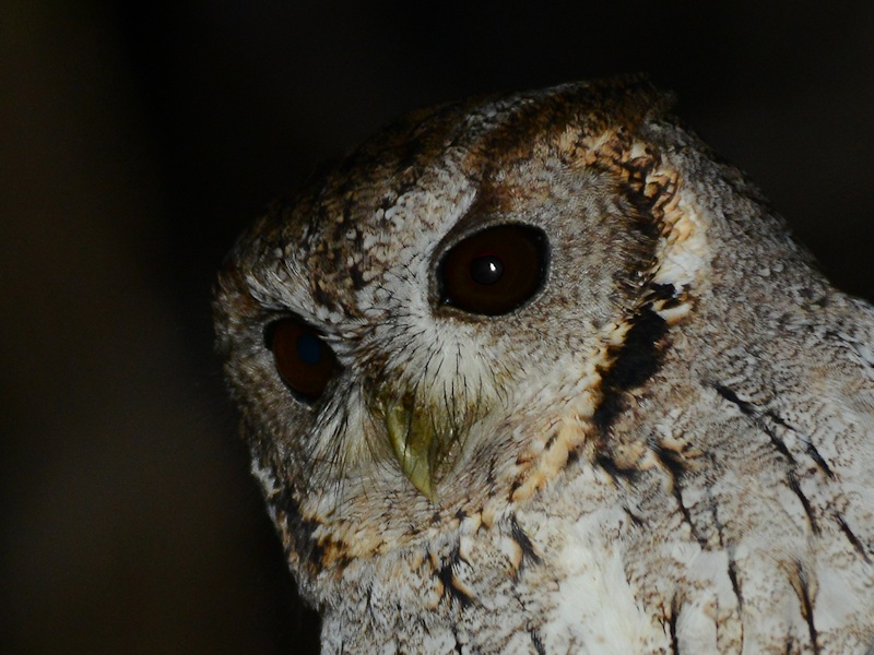 The face of a Balsas Screech Owl up close by Alan Van Norman
