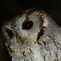 Balsas Screech Owl