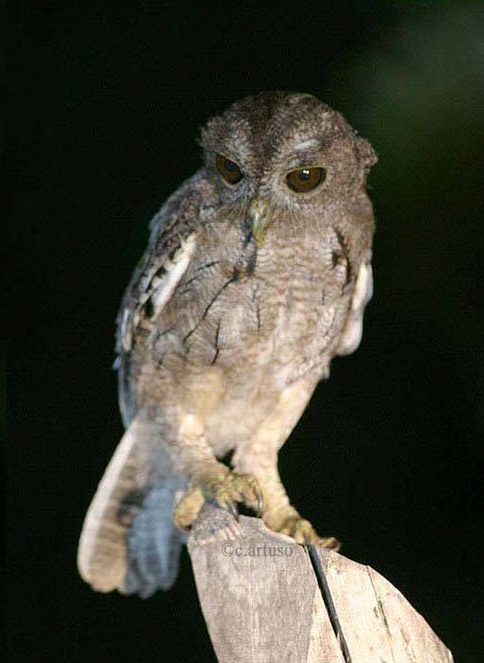 Balsas Screech Owl perched on a tree stump at night by Christian Artuso
