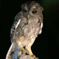 Balsas Screech Owl