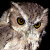 Balsas Screech Owl