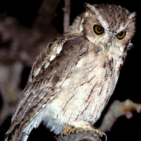 Balsas Screech Owl