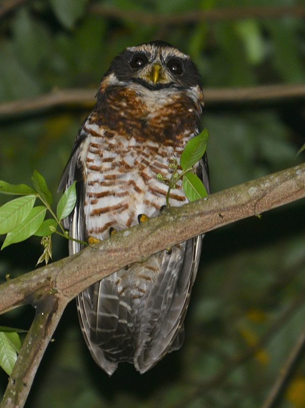 Band-bellied Owl perched high in a tree at night by Alan Van Norman