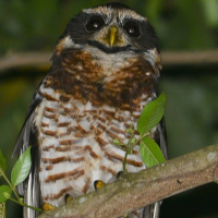 Band-bellied Owl