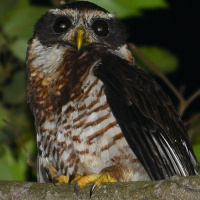 Band-bellied Owl