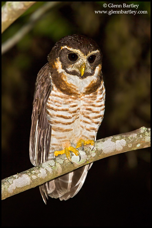 Band-bellied Owl perched on a branch at night by Glenn Bartley