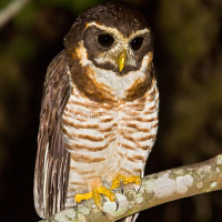 Band-bellied Owl