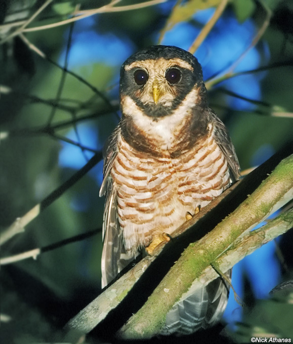 Band-bellied Owl at roost in the foliage by Nick Athanas