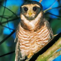 Band-bellied Owl