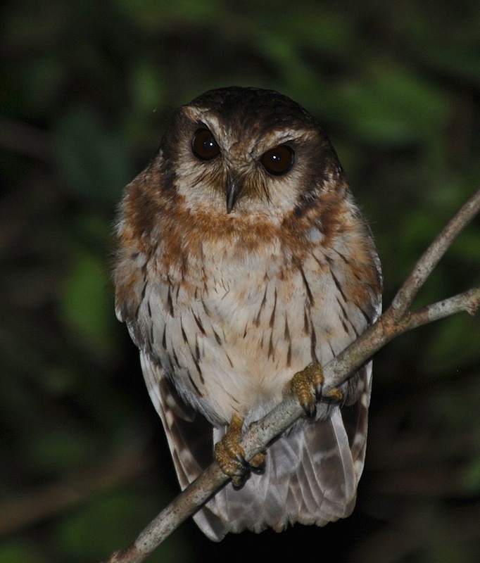 Close up of a Bare-legged Owl perched on a small branch at night by Alan Van Norman