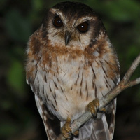 Bare-legged Owl